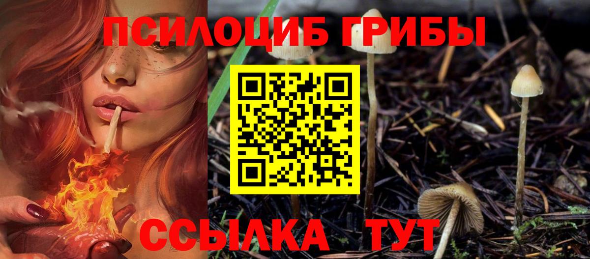 Кропоткин  Псилоцибиновые грибы Cubensis  Вход с VPN 
