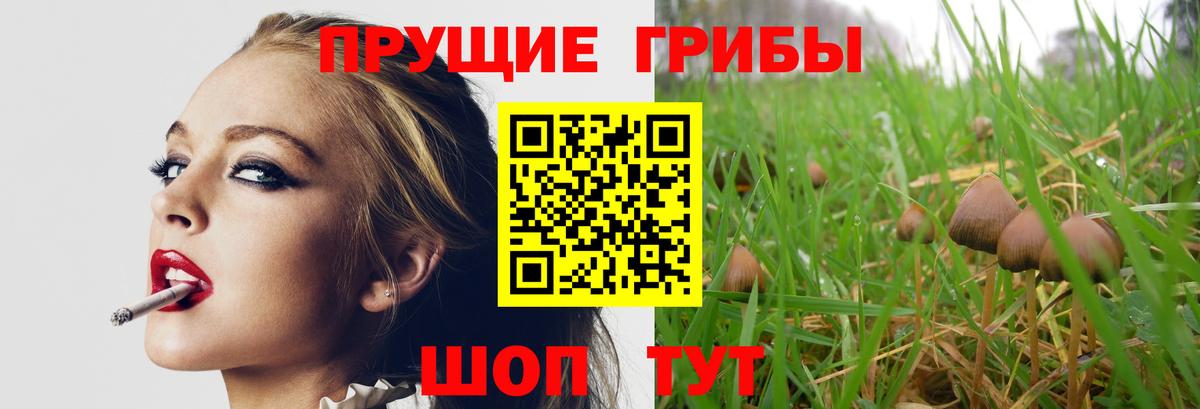 Псилоцибиновые грибы Psilocybine cubensis Кропоткин
